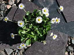 daisy.JPG