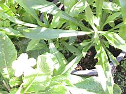 plant-primrose.JPG