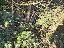 coom_10003740.jpg