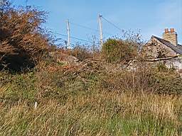 coom_10003770.jpg