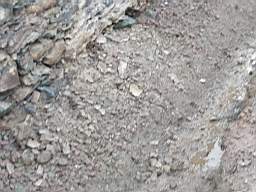 coom_10006490.jpg