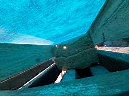 coom_10018530.jpg