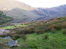 coom_10022200.jpg