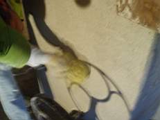 crobally 930.jpg