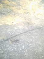 knockduff 10340.jpg