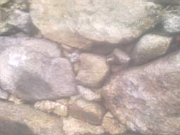 knockduff 10830.jpg