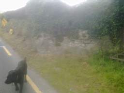 knockduff 11145.jpg