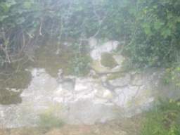 knockduff 11165.jpg