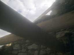 knockduff 11725.jpg