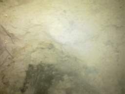 knockduff 12070.jpg