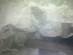 knockduff 12515.jpg
