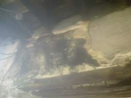 knockduff 12890.jpg