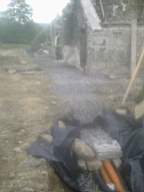 knockduff 13235.jpg