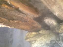 knockduff 13845.jpg