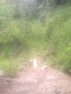 knockduff 14220.jpg