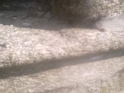 knockduff 15570.jpg