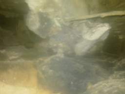 knockduff 16165.jpg