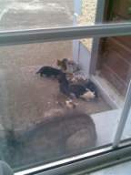knockduff 16940.jpg