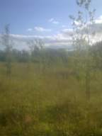 knockduff 17050.jpg