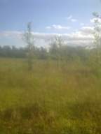 knockduff 17055.jpg