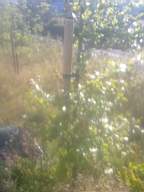 knockduff 17060.jpg