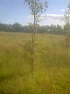 knockduff 17065.jpg