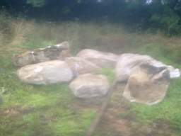 knockduff 17070.jpg