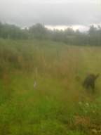 knockduff 17120.jpg
