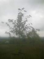 knockduff 17140.jpg