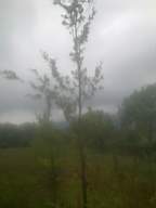 knockduff 17165.jpg