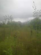 knockduff 17175.jpg