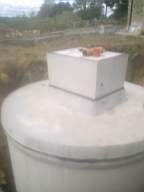 knockduff 17535.jpg