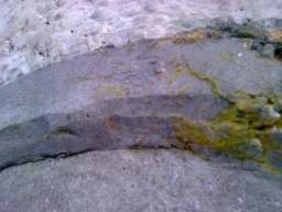 knockduff 19830.jpg