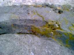 knockduff 19840.jpg