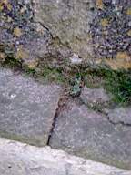 knockduff 19920.jpg