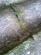 knockduff 19965.jpg