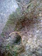 knockduff 19980.jpg