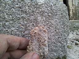 knockduff 20470.jpg