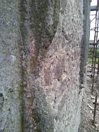 knockduff 20540.jpg