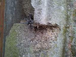 knockduff 20560.jpg