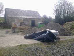 knockduff 5420.jpg