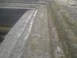 knockduff 5515.jpg