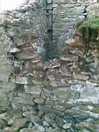 knockduff 5885.jpg