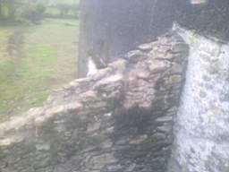knockduff 6360.jpg