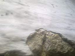 knockduff 7455.jpg