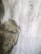 knockduff 7460.jpg
