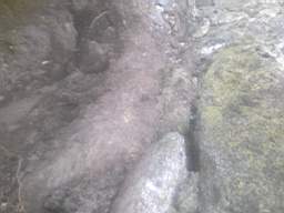 knockduff 7695.jpg