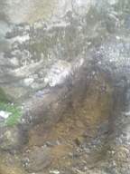 knockduff 7705.jpg
