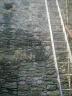 knockduff 7810.jpg