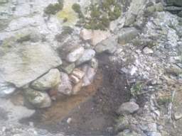 knockduff 8165.jpg